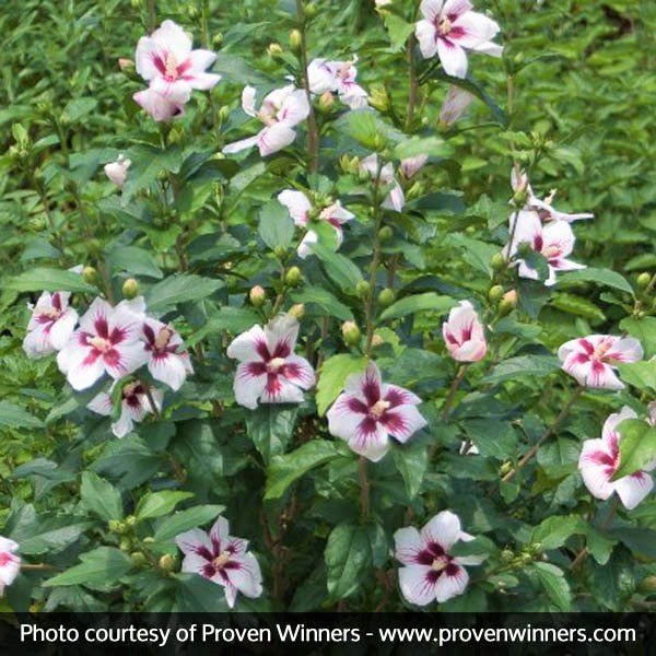 Proven Winners® ColorChoice® Lil' Kim® Rose of Sharon