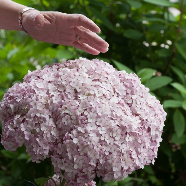 Incrediball® Blush Hydrangea