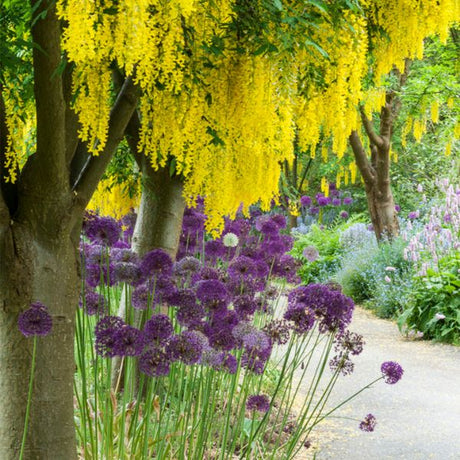 Purple Rain Allium