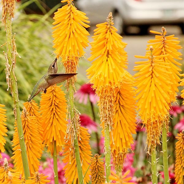 Mango Popsicle™ Dwarf Poker