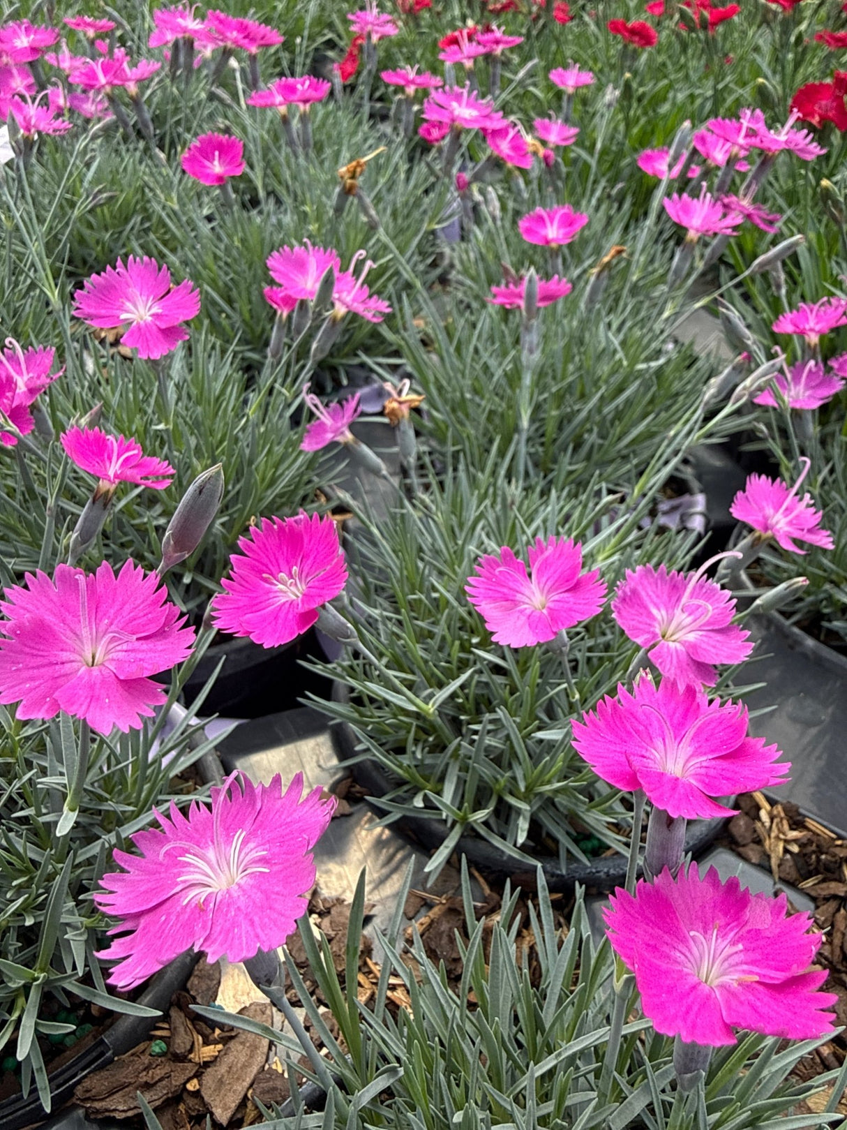 Firewitch Dianthus
