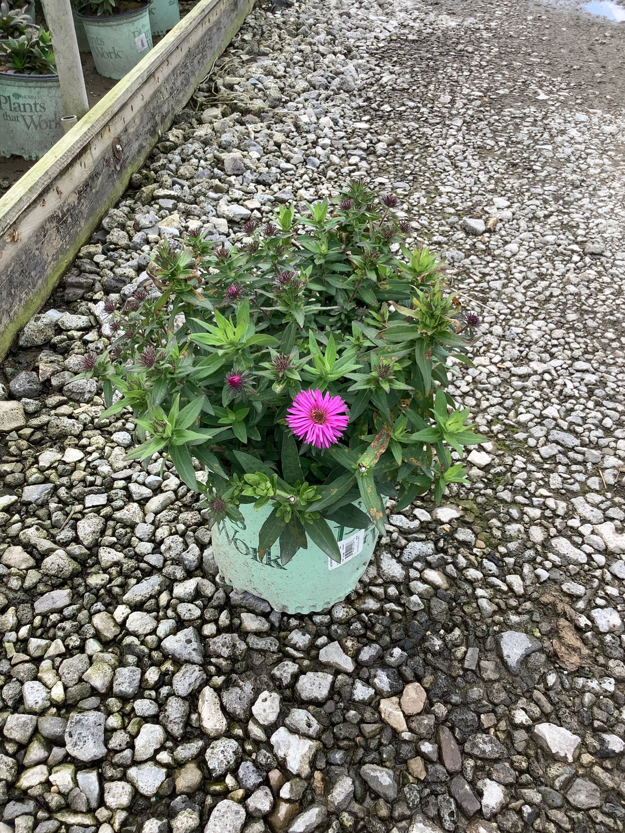 Pink Crush New England Aster