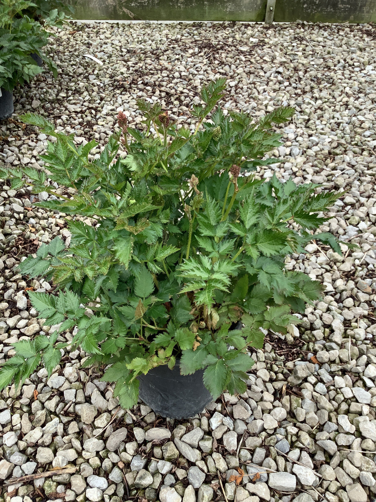 Vision In Purple Astilbe