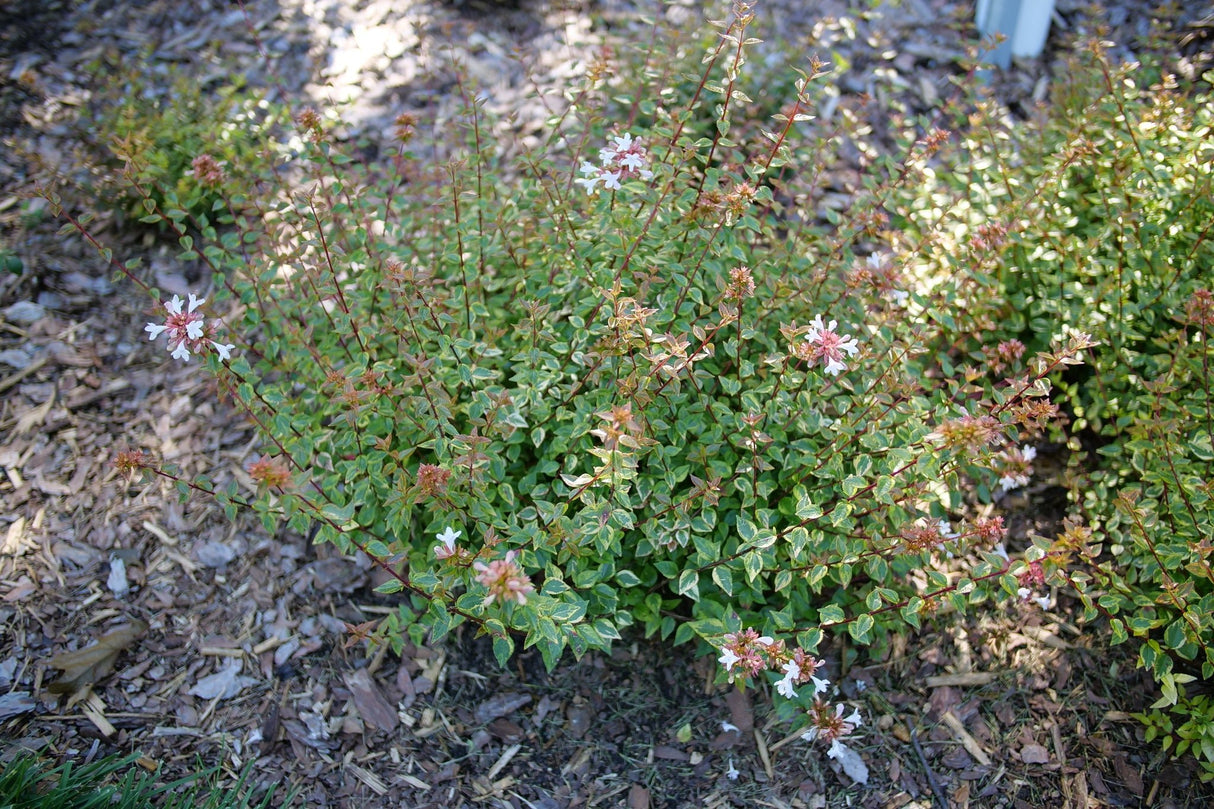 Brilliantina® Abelia