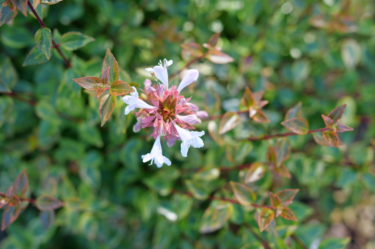 Brilliantina® Abelia