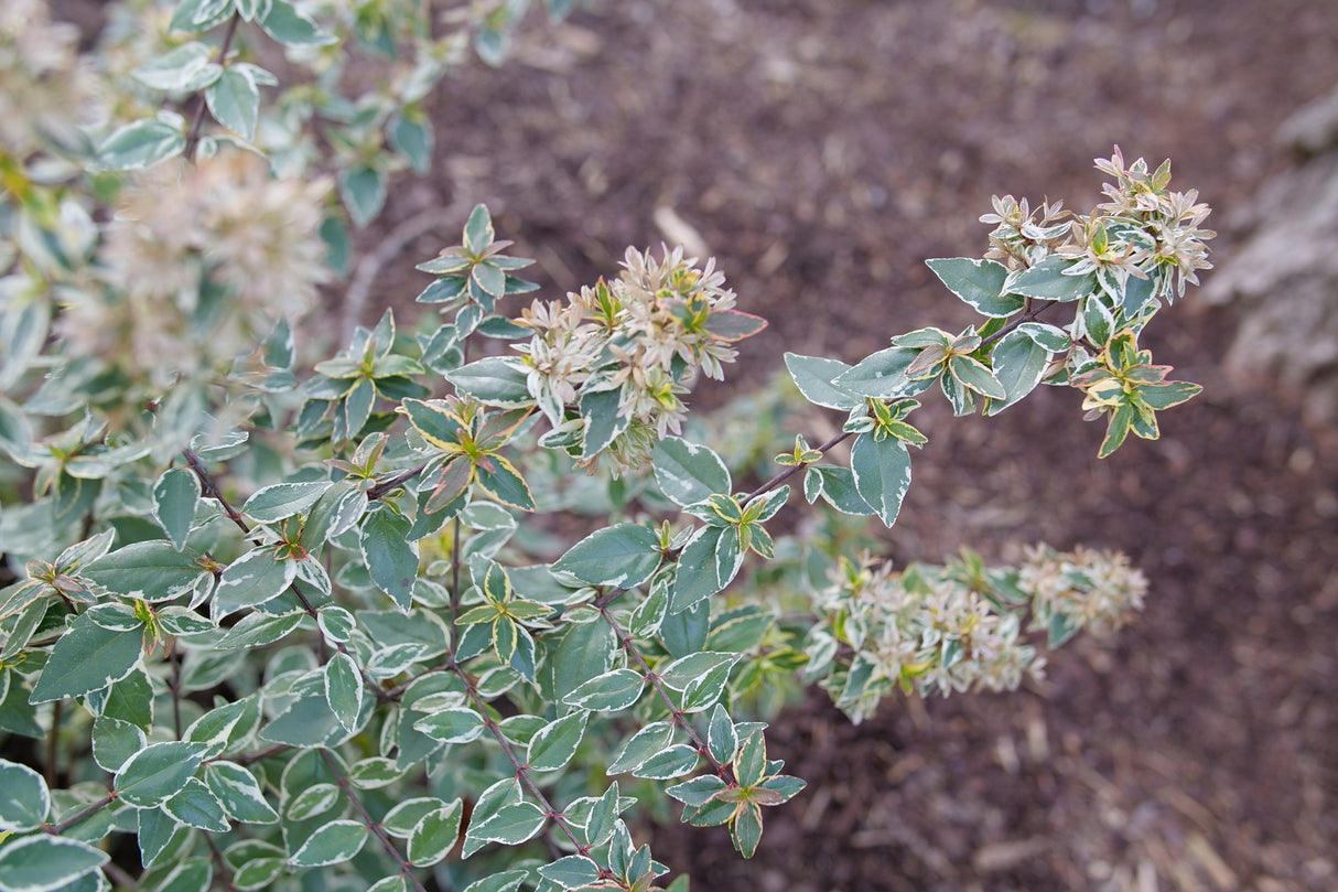 Detail view of Mucho Gusto® Abelia (Abelia x grandiflora 'Muabd') showing plant structure and foliage.