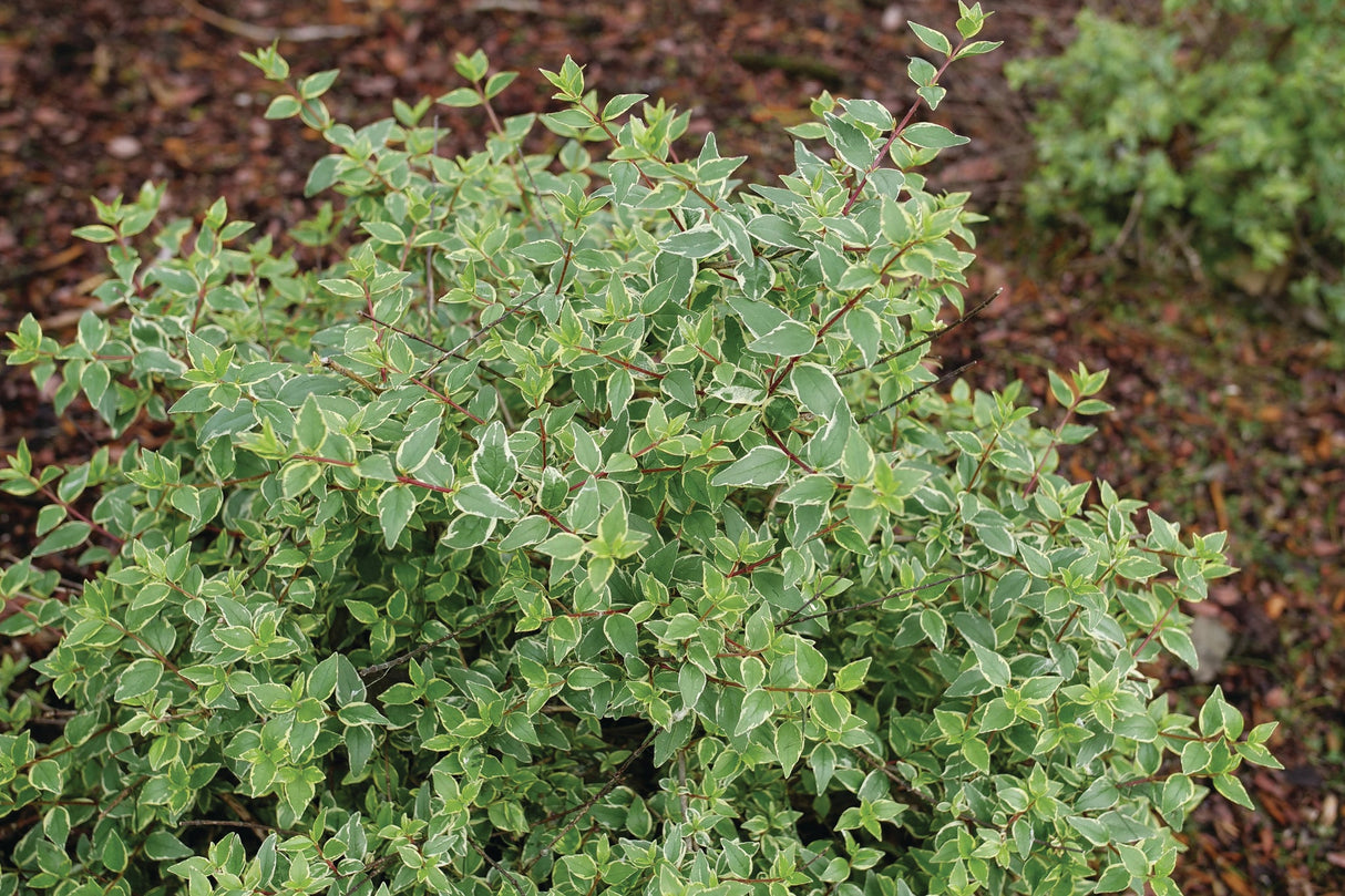 Mucho Gusto® Abelia (Abelia x grandiflora 'Muabd') foliage and growth habit in the landscape.