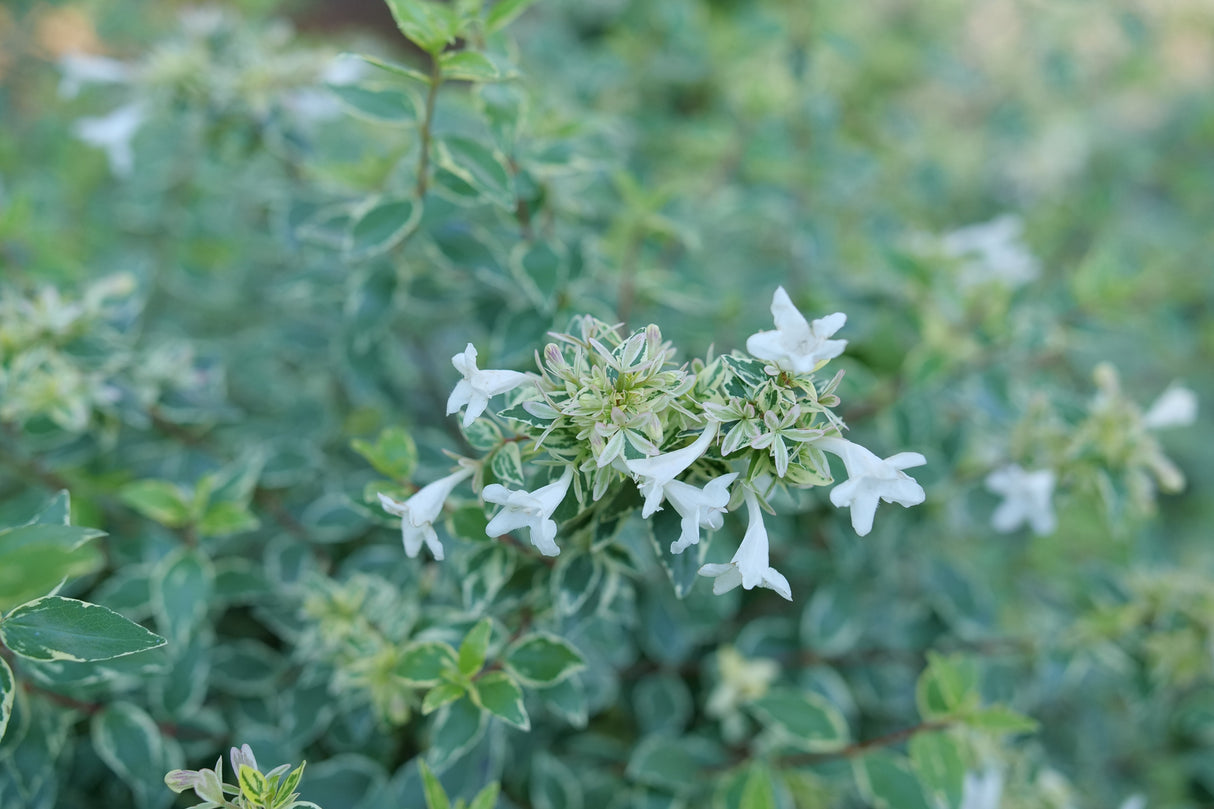 Mucho Gusto® Abelia (Abelia x grandiflora 'Muabd') planted in a residential landscape.