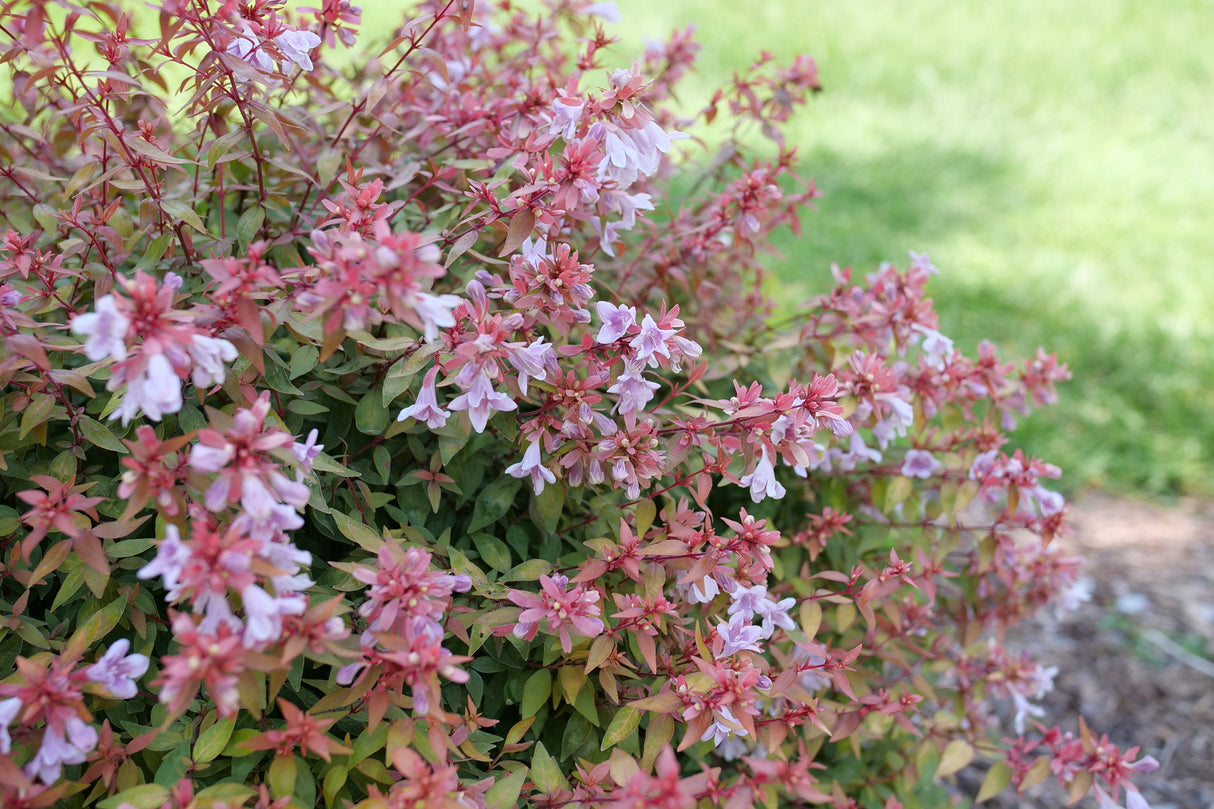 Poco Loco® Abelia (Abelia x grandiflora 'SMNAGBT') growing in a garden landscape, showing mature shrub form.
