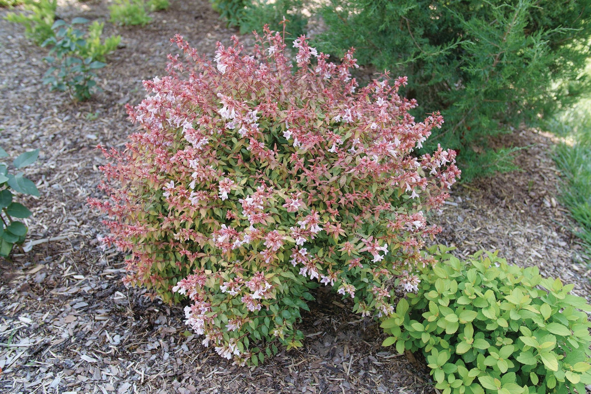 Detail view of Poco Loco® Abelia (Abelia x grandiflora 'SMNAGBT') showing plant structure and foliage.