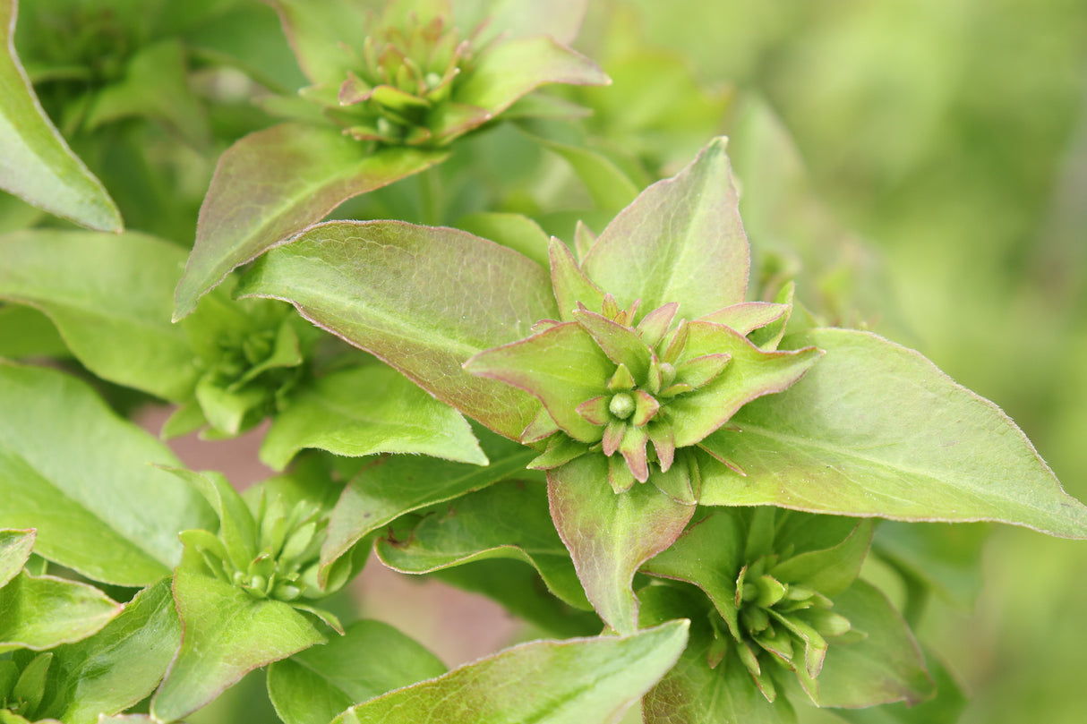 Sweet Emotion Blaze® Abelia (Abelia mosanensis 'SMNAMW') planted in a residential landscape.