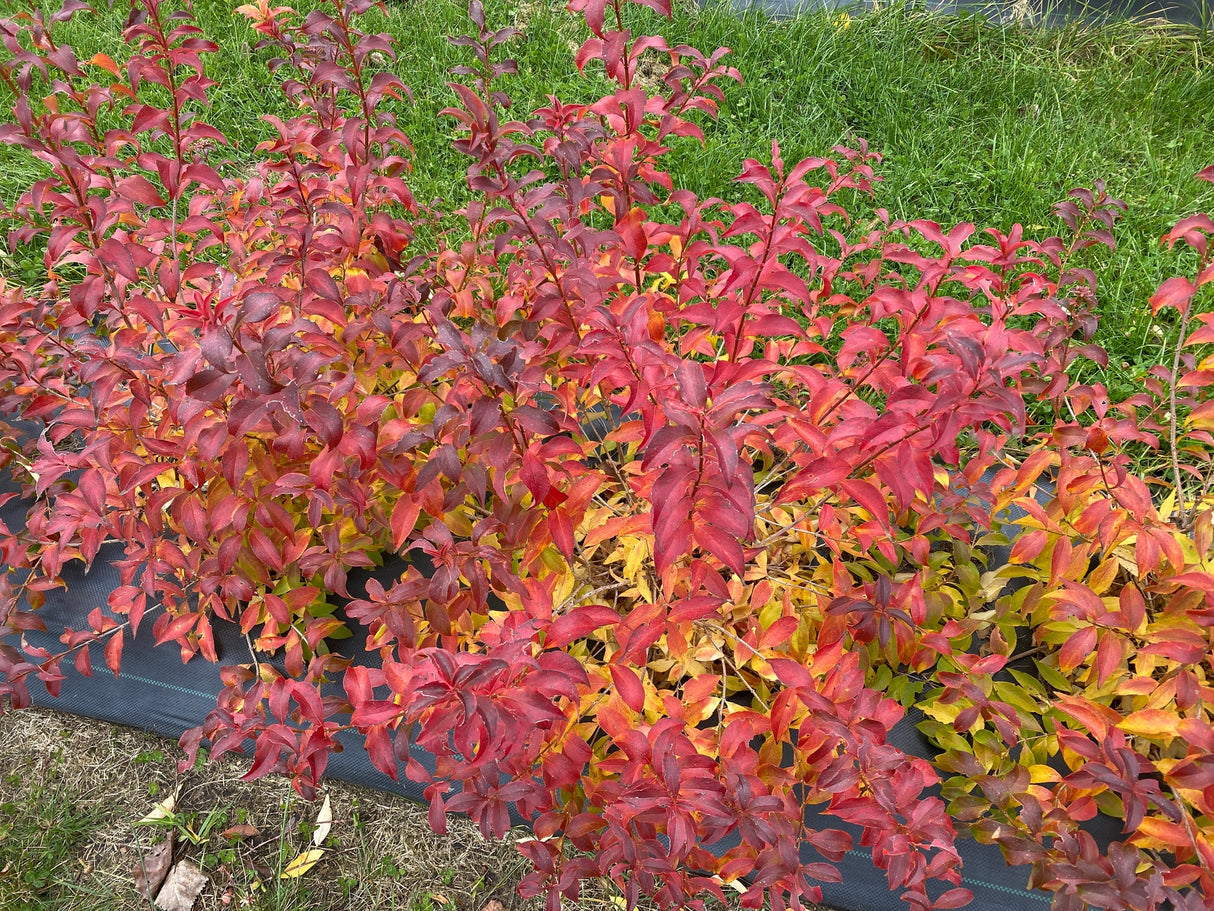 Sweet Emotion Blaze® Abelia (Abelia mosanensis 'SMNAMW') growing in a garden landscape, showing mature shrub form.