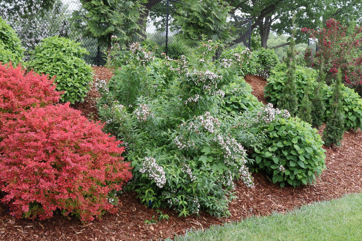 Deciduous foliage of Sweet Emotion Blaze® Abelia (Abelia mosanensis 'SMNAMW') in a garden setting.