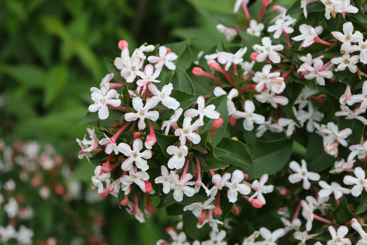 Sweet Emotion Blaze® Abelia (Abelia mosanensis 'SMNAMW'), a shrub featuring white, pink flowers and deciduous.