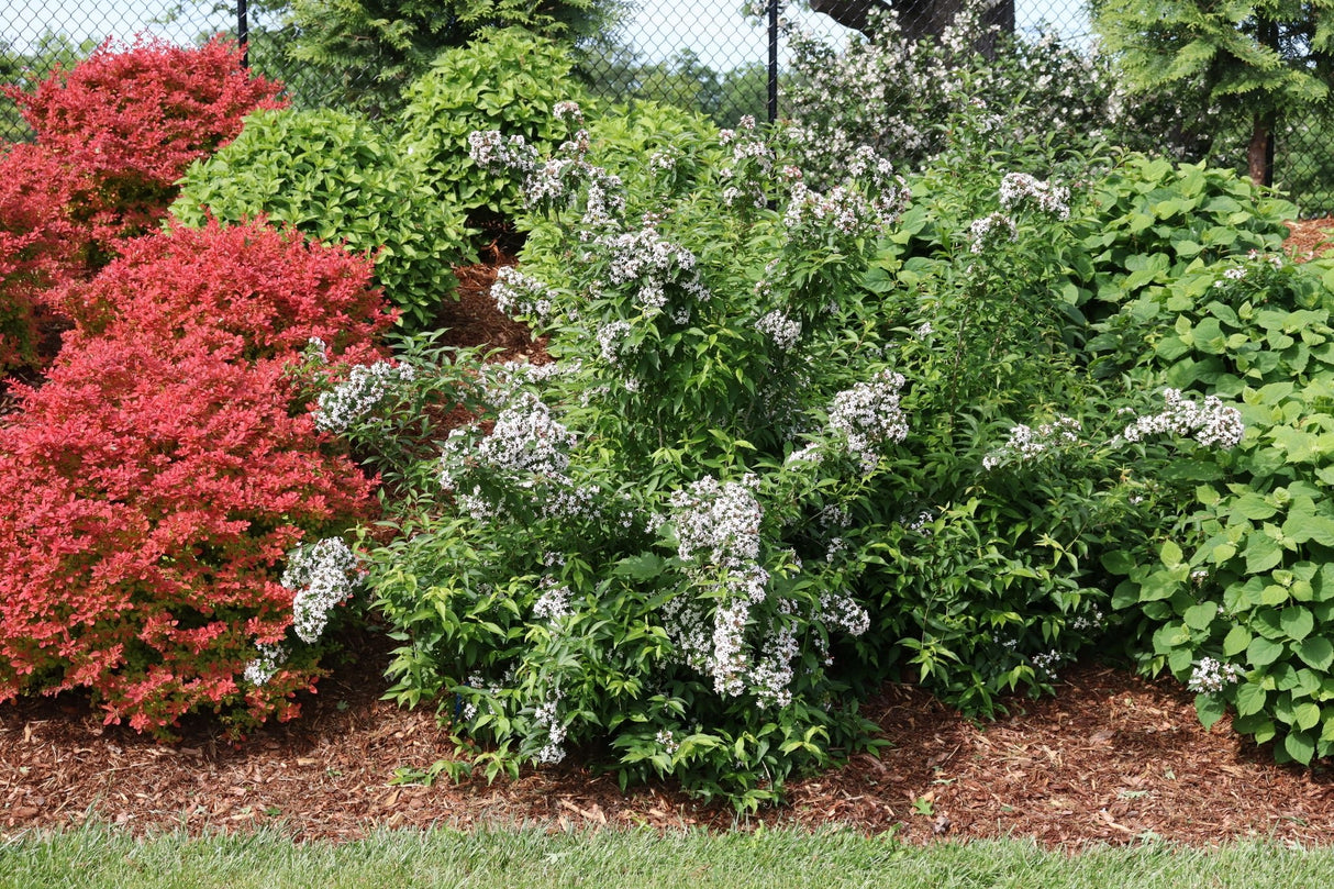Close-up of white, pink abelia flowers on Sweet Emotion Blaze® Abelia blooming in early spring to late spring.