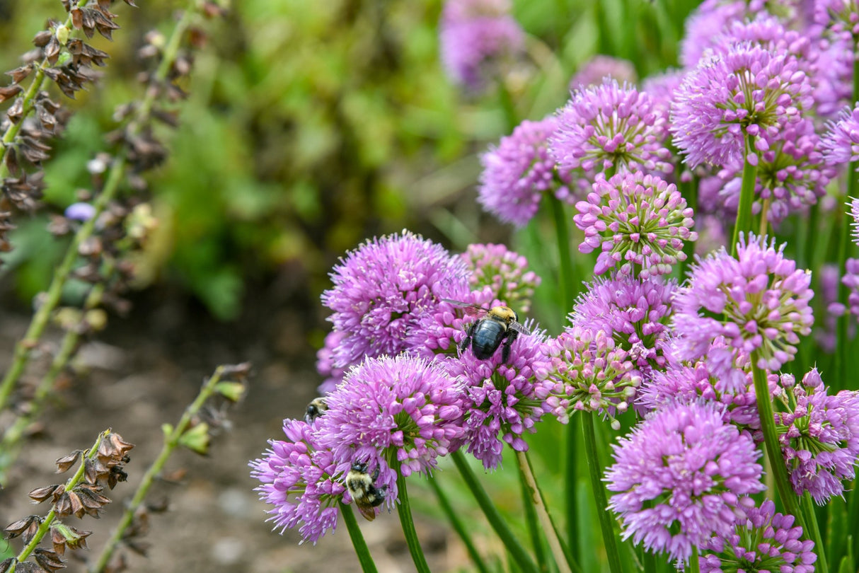 All the Buzz Allium planted in a residential landscape.