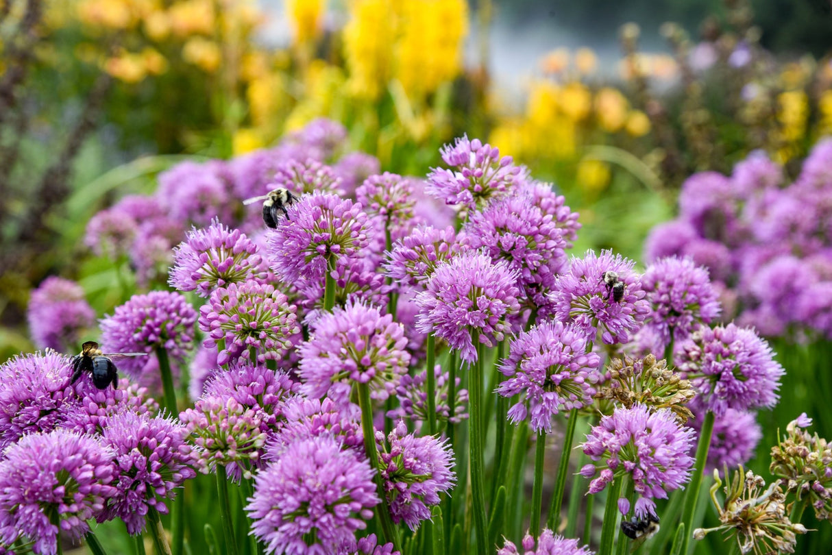All the Buzz Allium, a perennial.