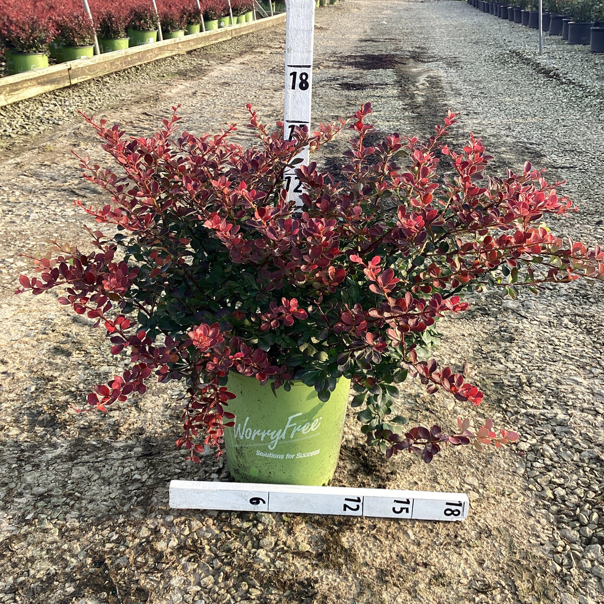 Potted Crimson Cutie Barberry with red foliage on a concrete surface, with a ruler for scale.