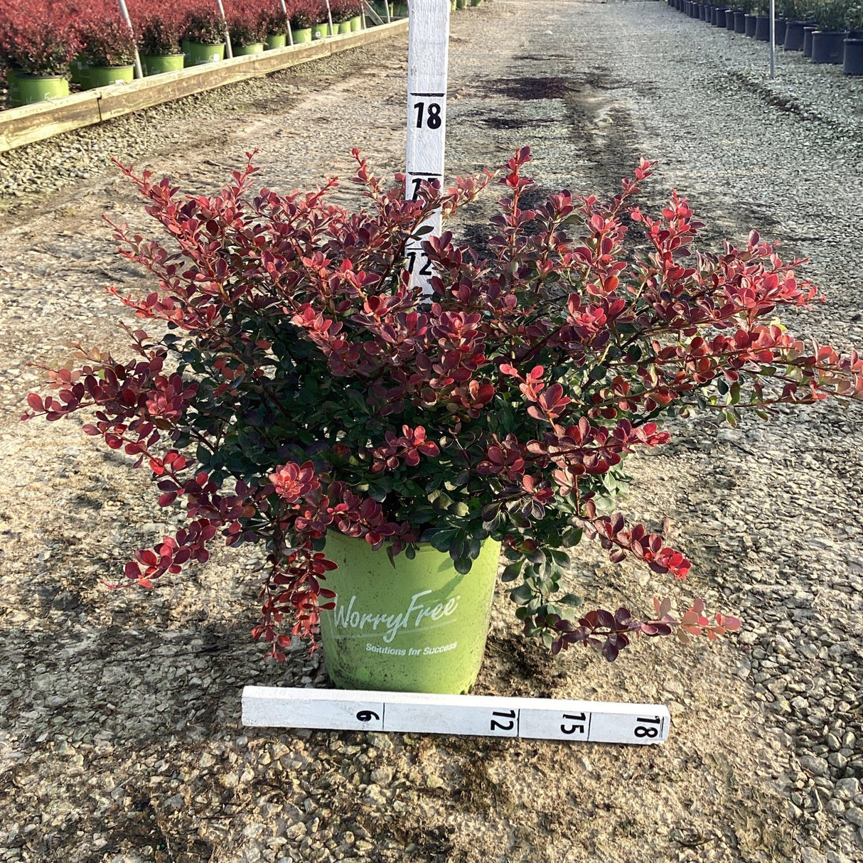 Potted Crimson Cutie Barberry with red foliage on a concrete surface, with a ruler for scale.