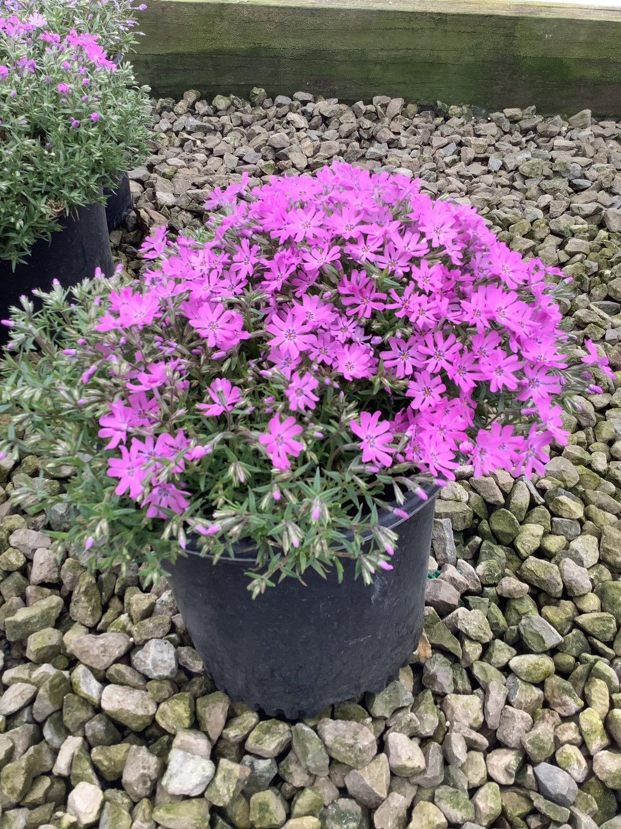 Bedazzled Pink Hybrid Spring Phlox