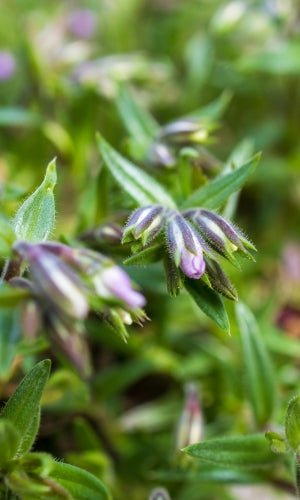 Bedazzled Pink Hybrid Spring Phlox