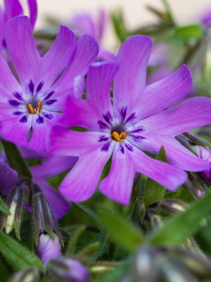 Bedazzled Pink Hybrid Spring Phlox