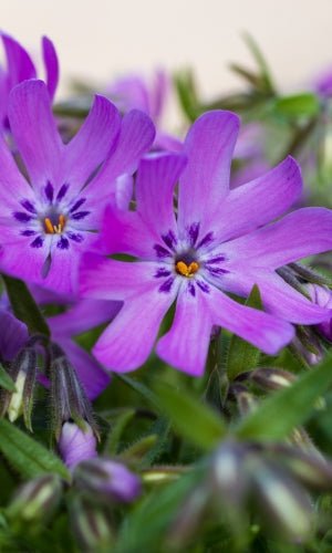 Bedazzled Pink Hybrid Spring Phlox