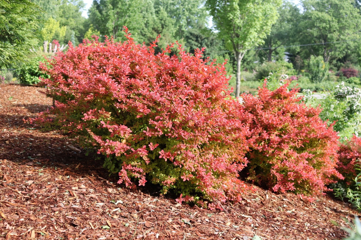 Sunjoy Fast Neo Barberry