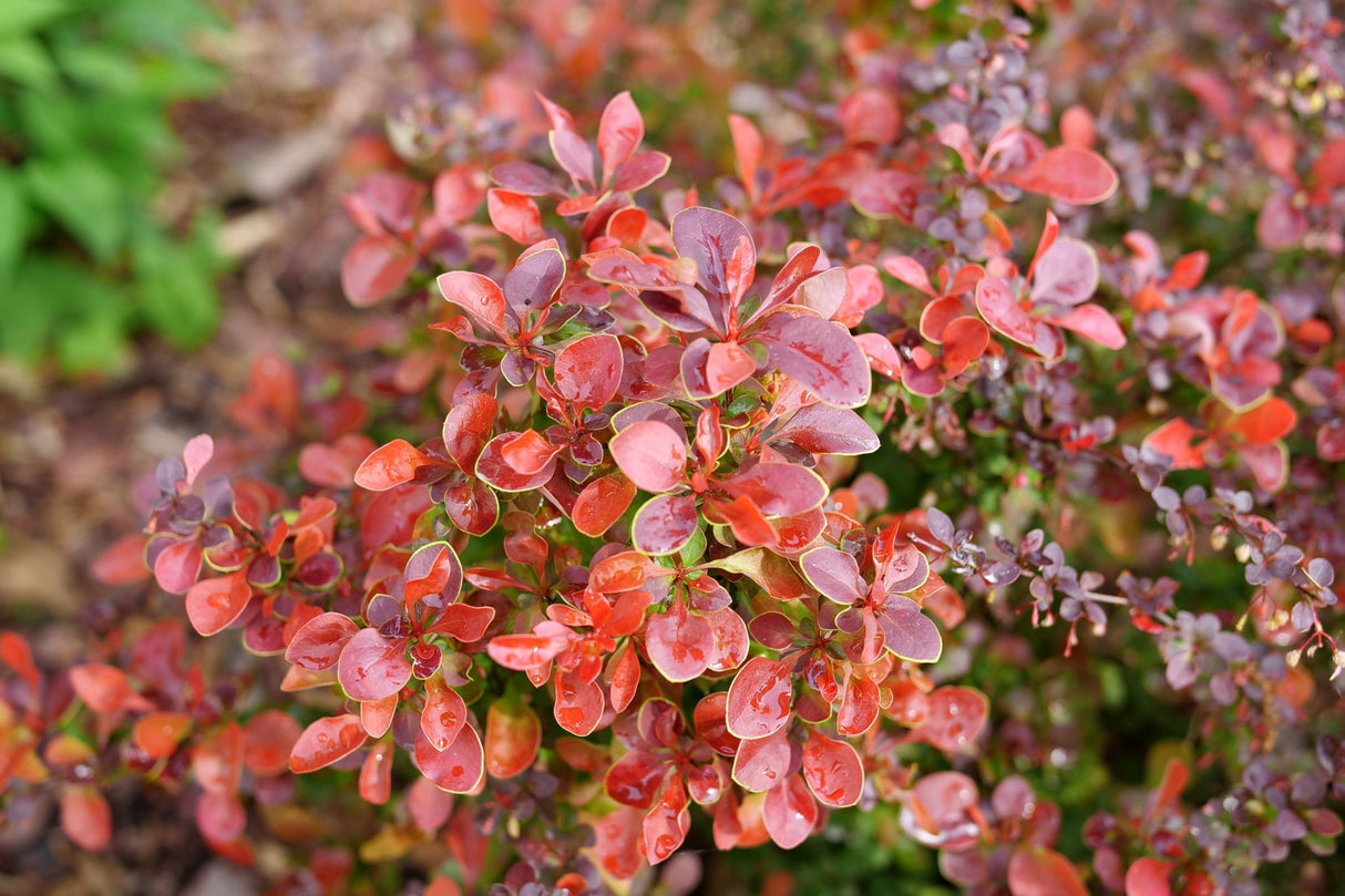 Sunjoy Really Red® Barberry