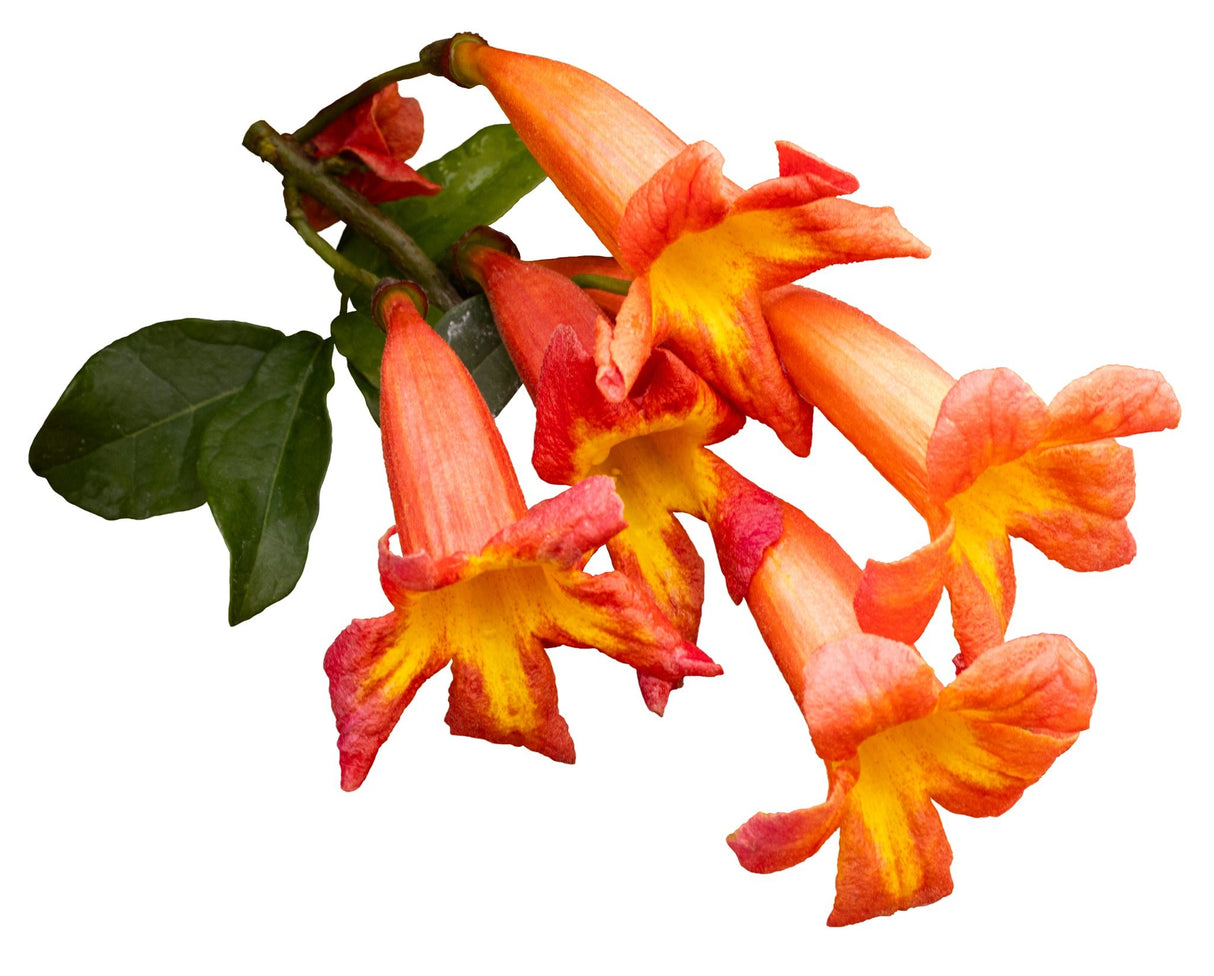 Dressed to Thrill® Crossvine (Bignonia capreolata 'SMNBFW') shrub detail, image 8 of 8.