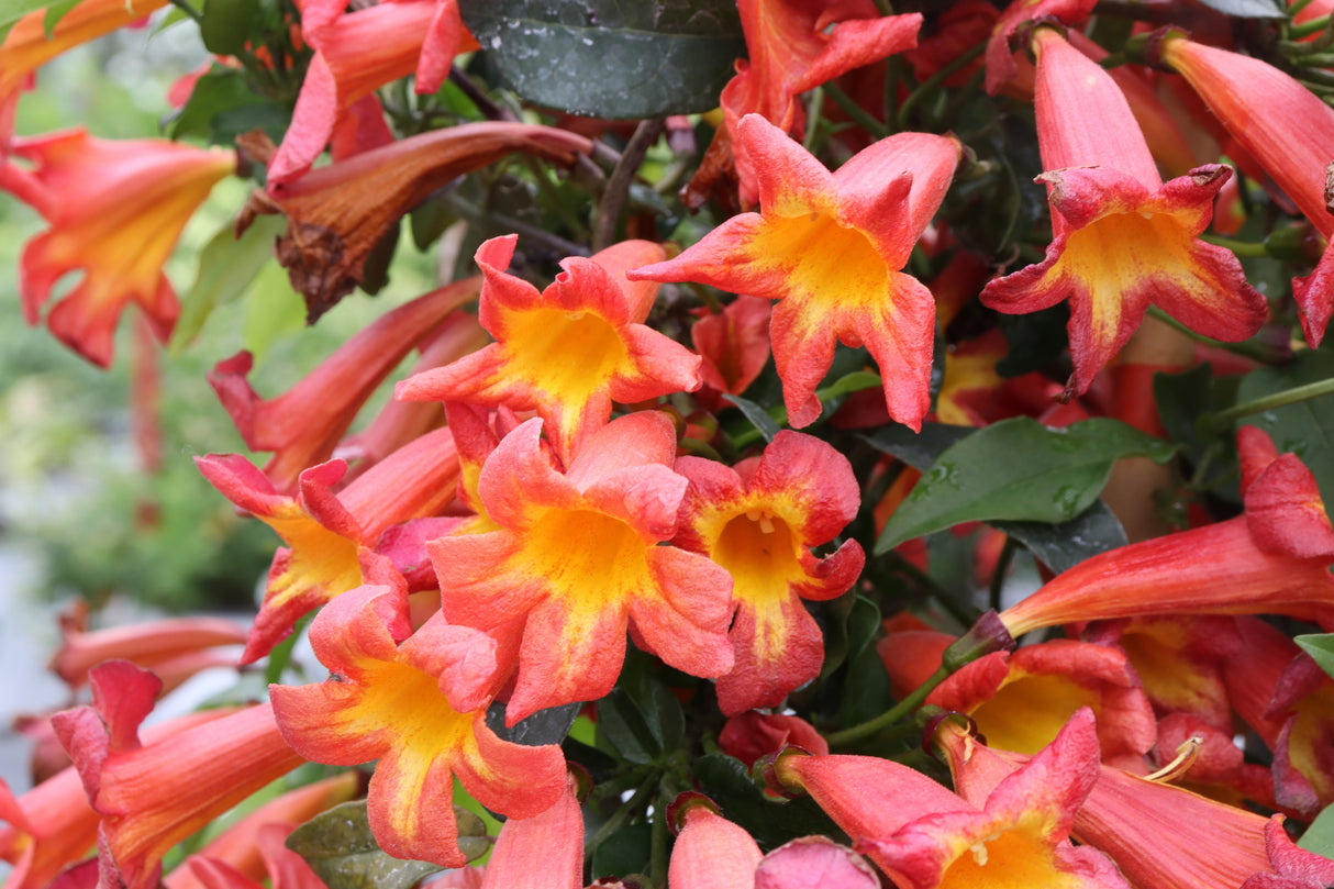 Dressed to Thrill® Crossvine (Bignonia capreolata 'SMNBFW'), a shrub featuring climbing, spreading form.