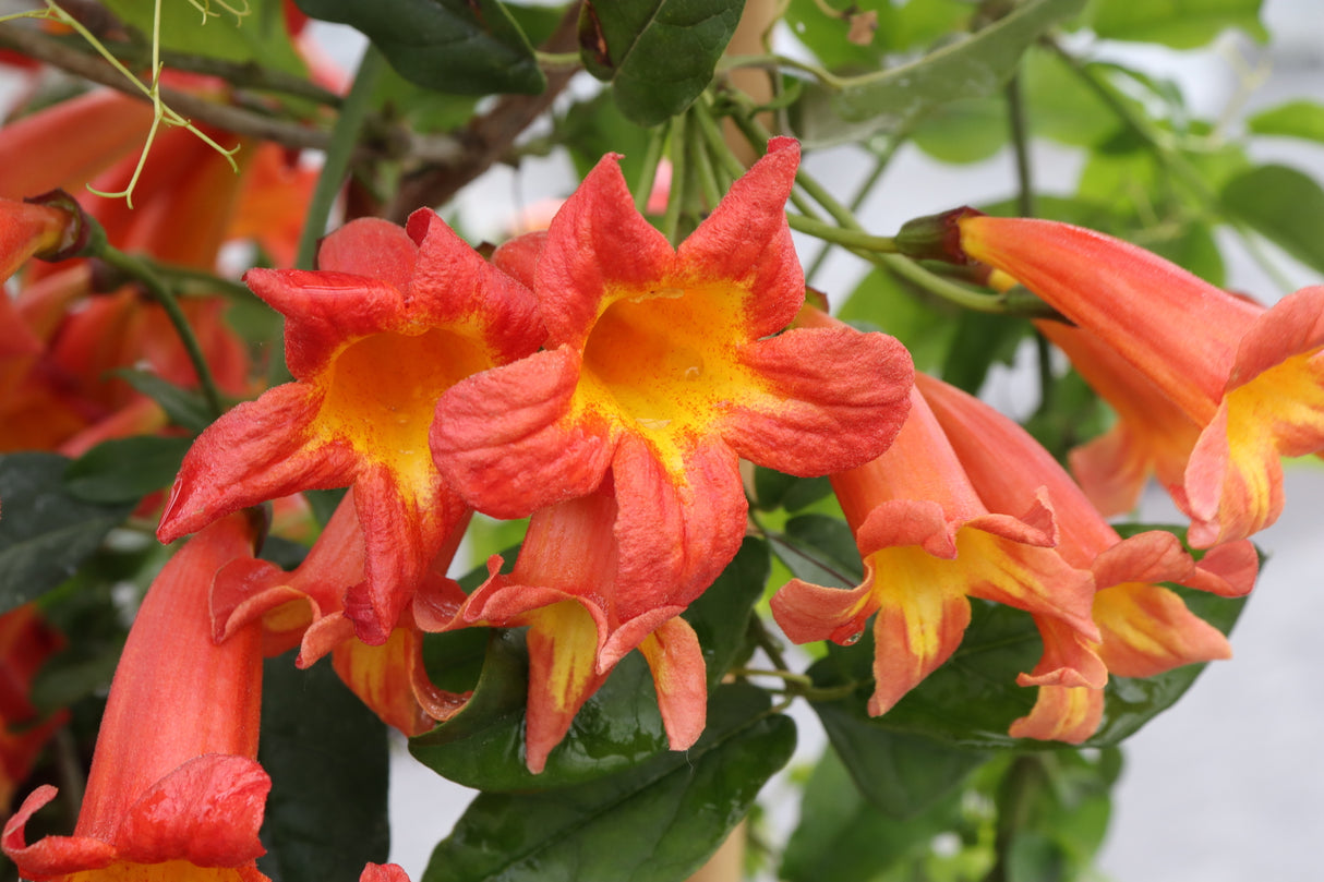 Dressed to Thrill® Crossvine (Bignonia capreolata 'SMNBFW') foliage and growth habit in the landscape.