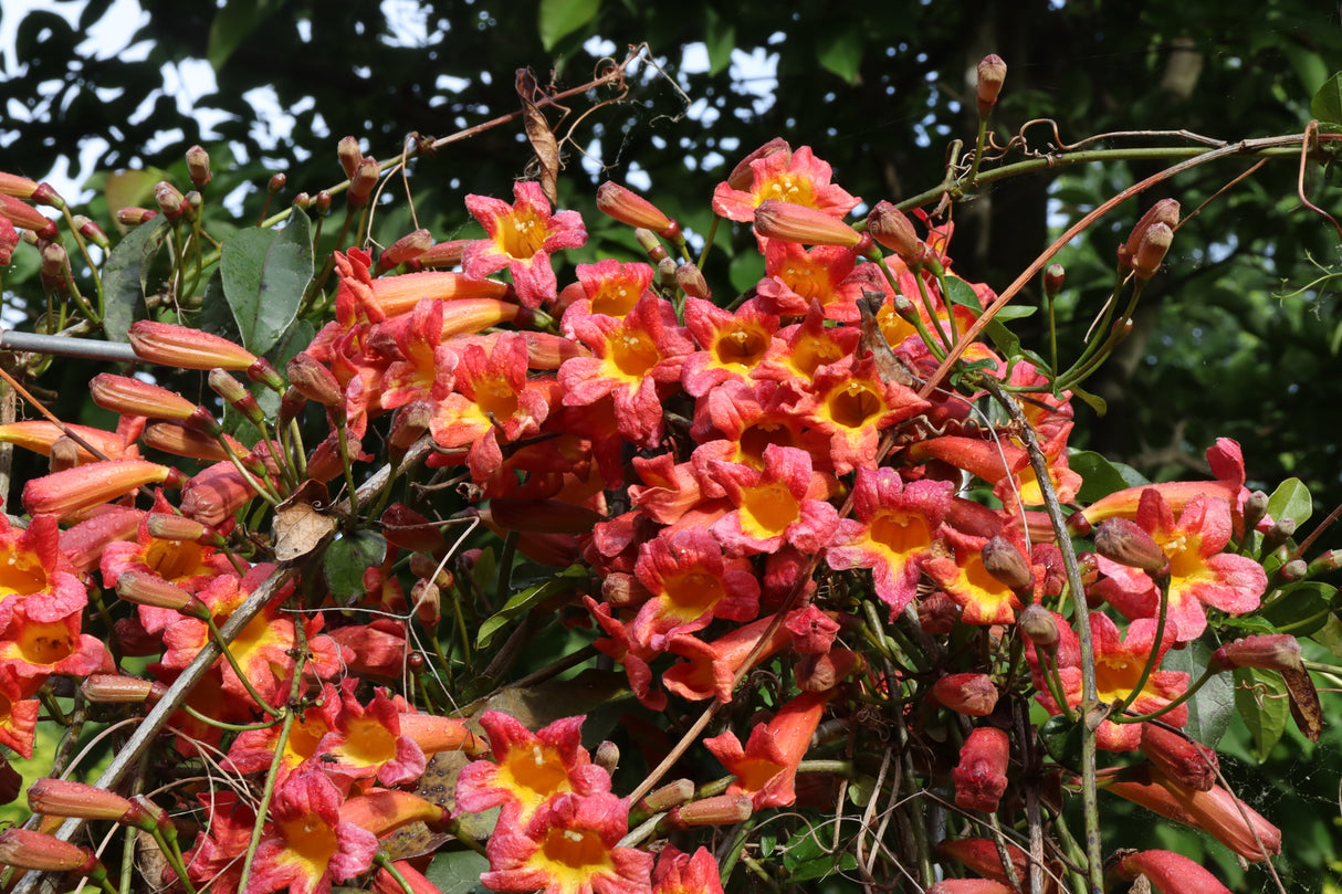 Dressed to Thrill® Crossvine (Bignonia capreolata 'SMNBFW') growing in a garden landscape, showing mature shrub form.