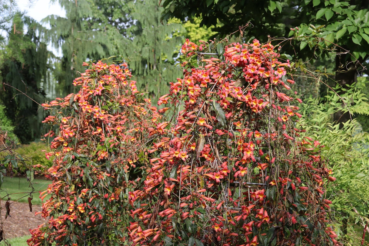 Dressed to Thrill® Crossvine (Bignonia capreolata 'SMNBFW') planted in a residential landscape.