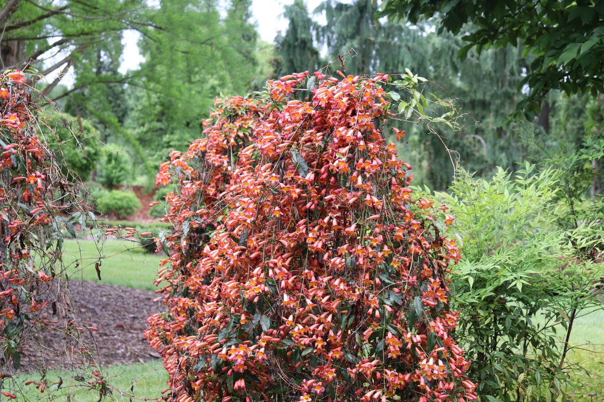 Detail view of Dressed to Thrill® Crossvine (Bignonia capreolata 'SMNBFW') showing plant structure and foliage.