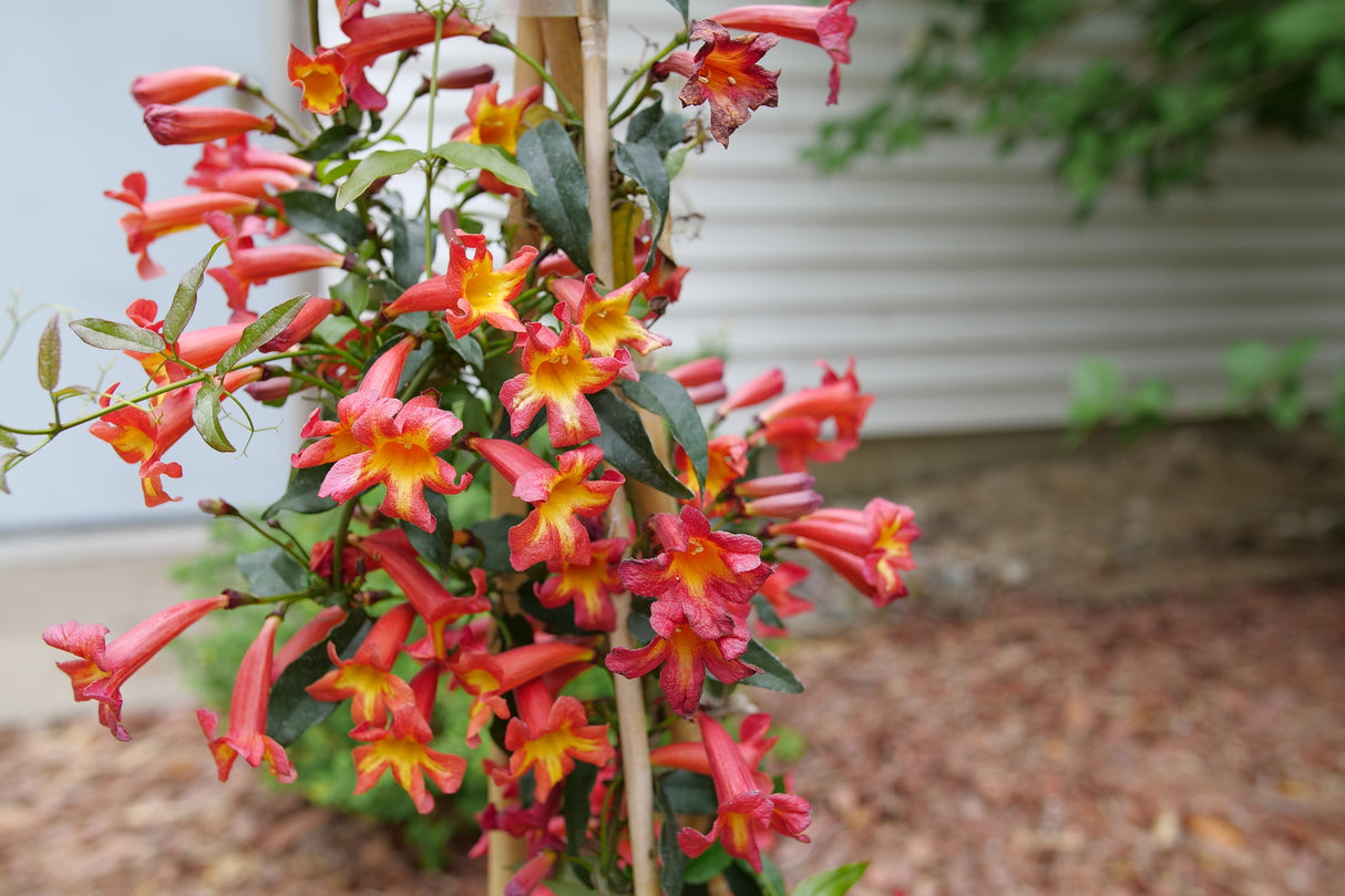 Dressed to Thrill® Crossvine (Bignonia capreolata 'SMNBFW') shrub detail, image 7 of 8.