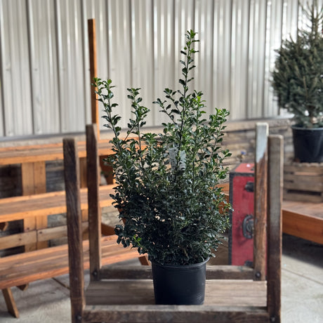 A holiday favorite, the Blue Princess Holly shines with deep blue-green leaves and bright red berries. Ideal for Christmas decorations, hedges, and adding winter color to your landscape.