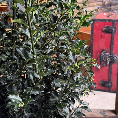A holiday favorite, the Blue Princess Holly shines with deep blue-green leaves and bright red berries. Ideal for Christmas decorations, hedges, and adding winter color to your landscape.