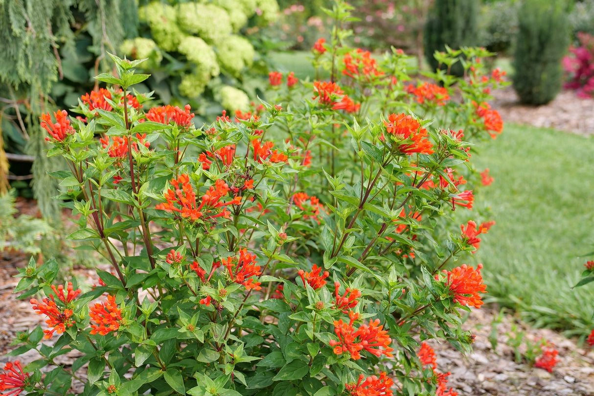 Detail view of Estrellita® Scarlet Firecracker Bush (Bouvardia x 'WNBVESRED24') showing plant structure and foliage.