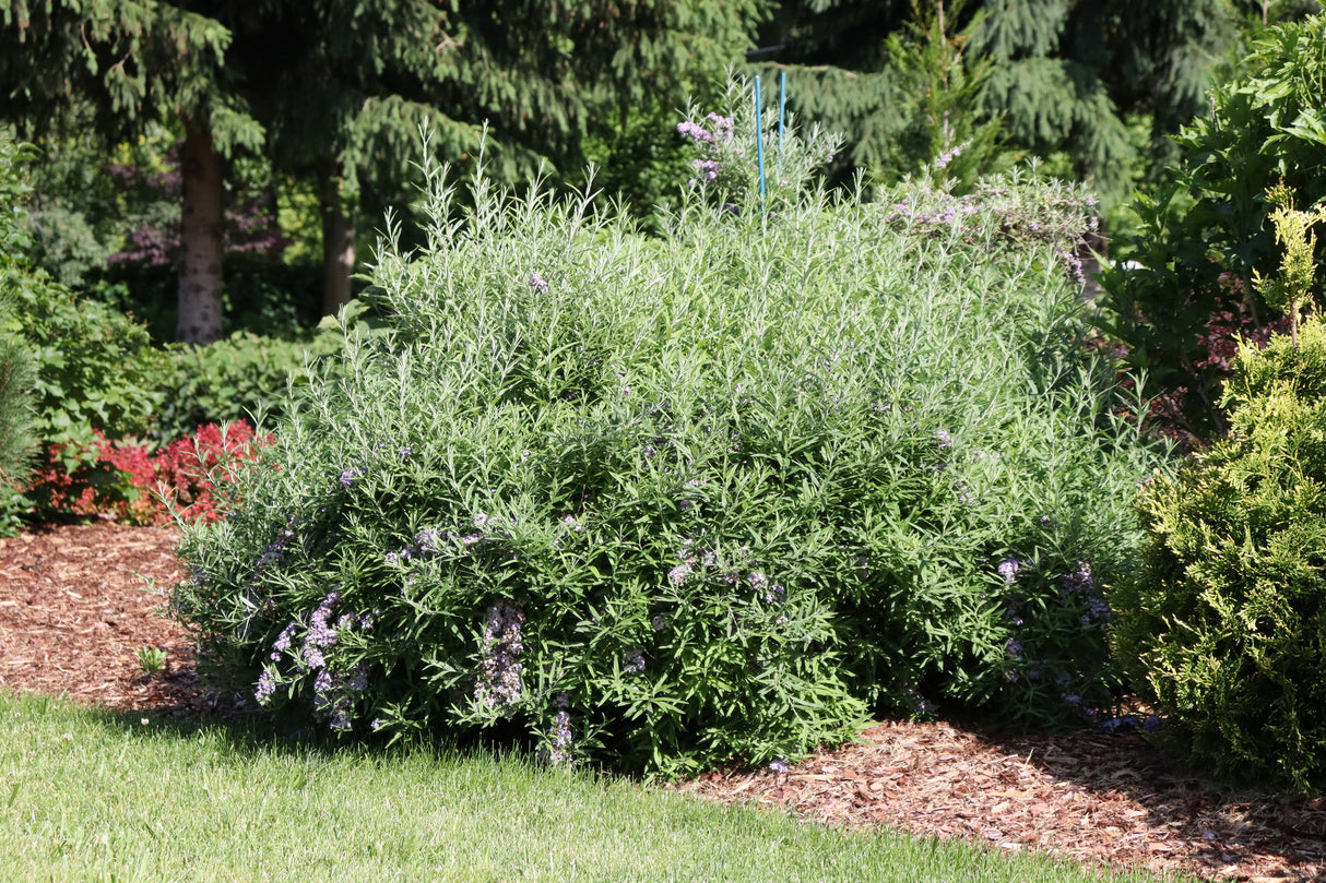 Mop Top® Fountain Butterfly Bush