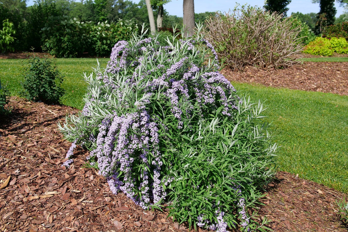 Mop Top® Fountain Butterfly Bush