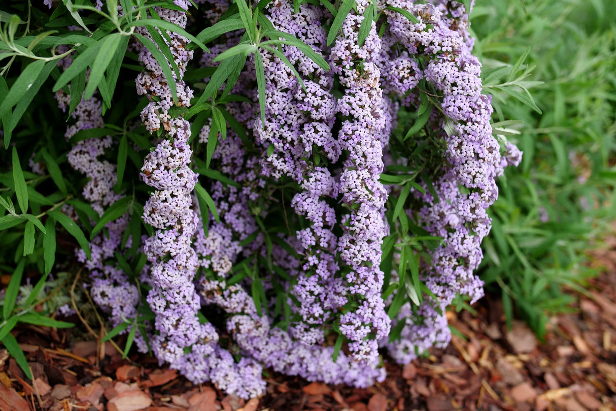 Mop Top® Fountain Butterfly Bush