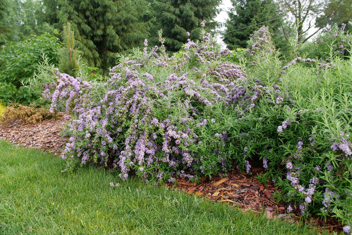 Mop Top® Fountain Butterfly Bush