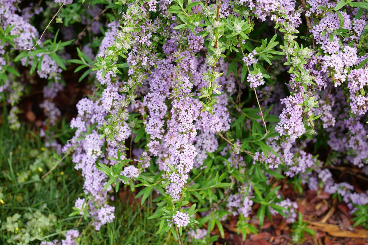 Mop Top® Fountain Butterfly Bush
