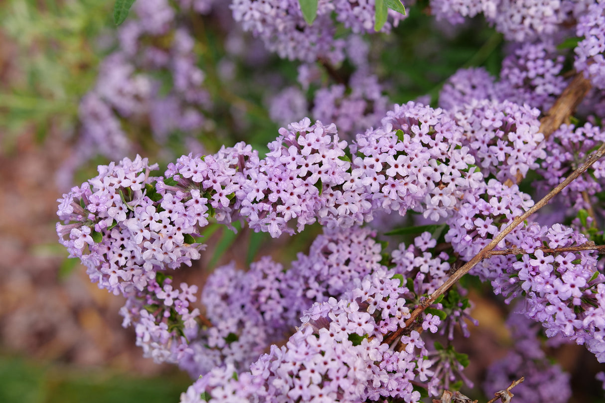 Mop Top® Fountain Butterfly Bush