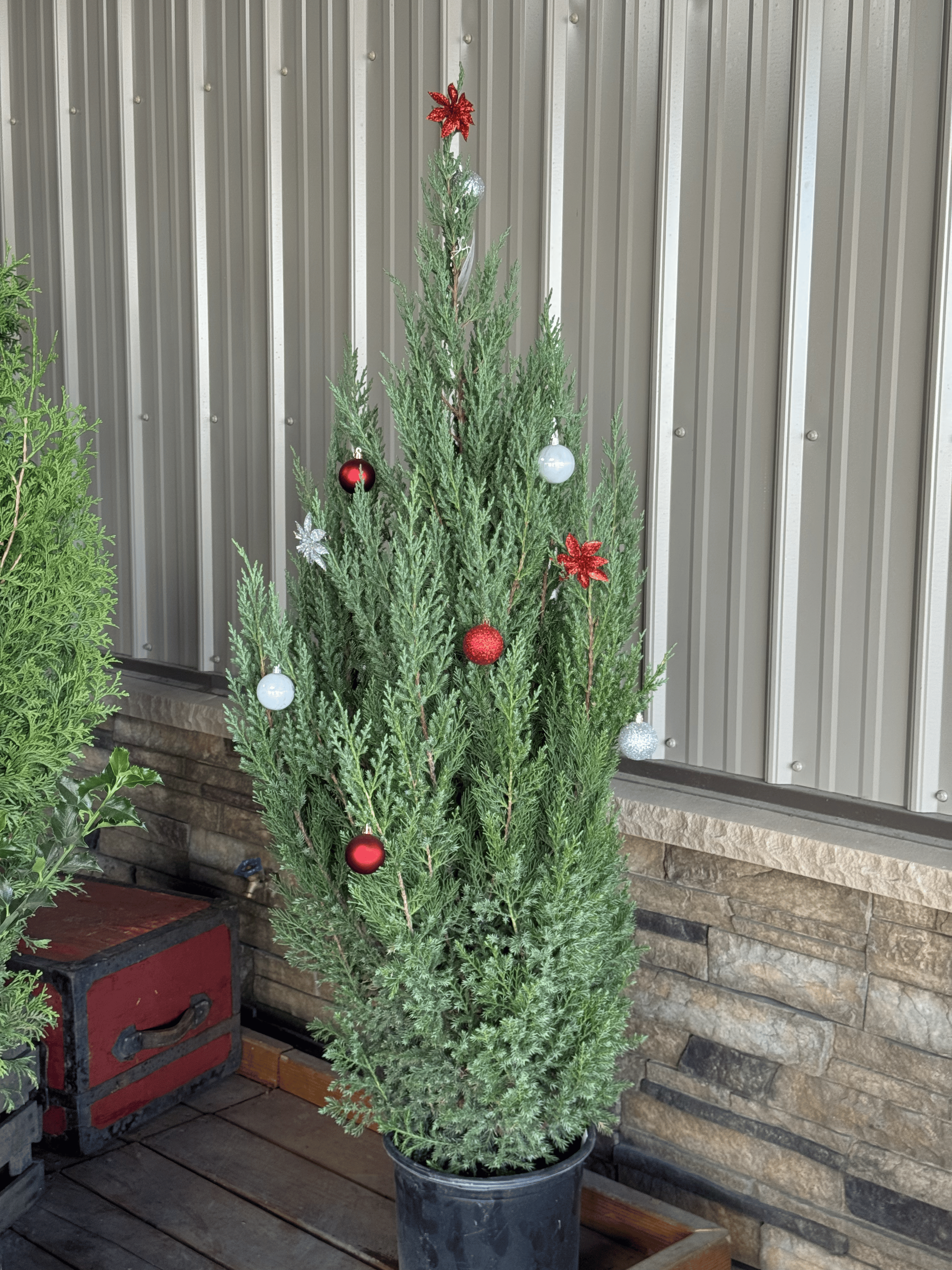 Shop Blue Point Juniper for your holiday season landscaping needs! Perfect for Christmas and winter gardens, this hardy evergreen shrub features vibrant blue-green foliage and a compact, conical shape. Ideal for winter sales, holiday decorations, and adding a touch of nature to your outdoor spaces. Order today for the perfect winter garden accent!