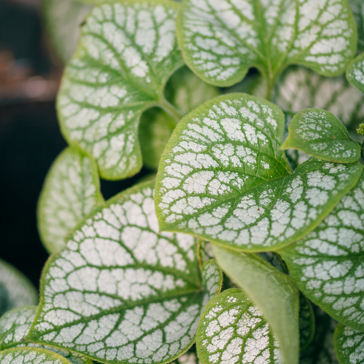 Jack Frost Brunnera