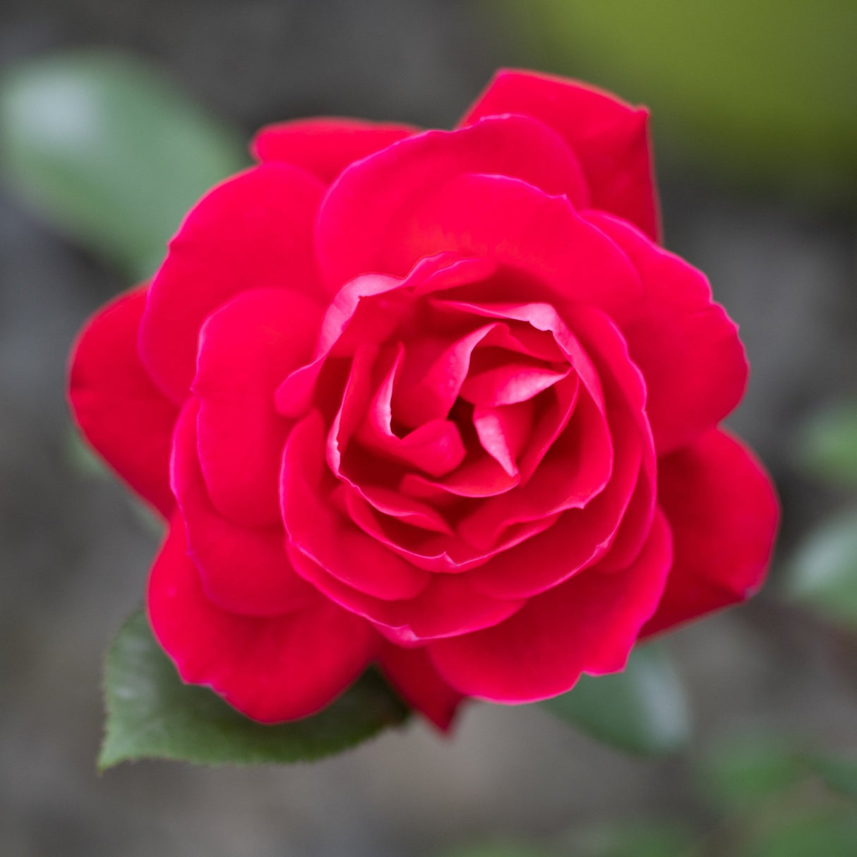 Vivid crimson double blooms of Red Double Knock Out Rose Rosa Radtko shown in full flower with green foliage.