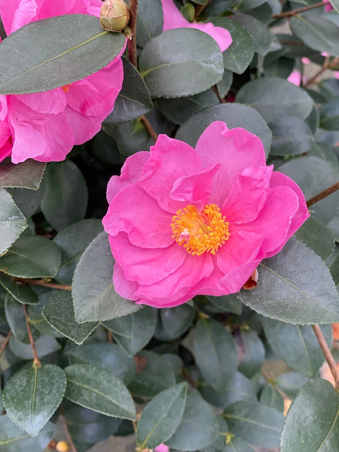 Close-up of pink, mauve camellia flowers on Just Chill® Double Mauve Camellia blooming in early fall to late fall to early winter.