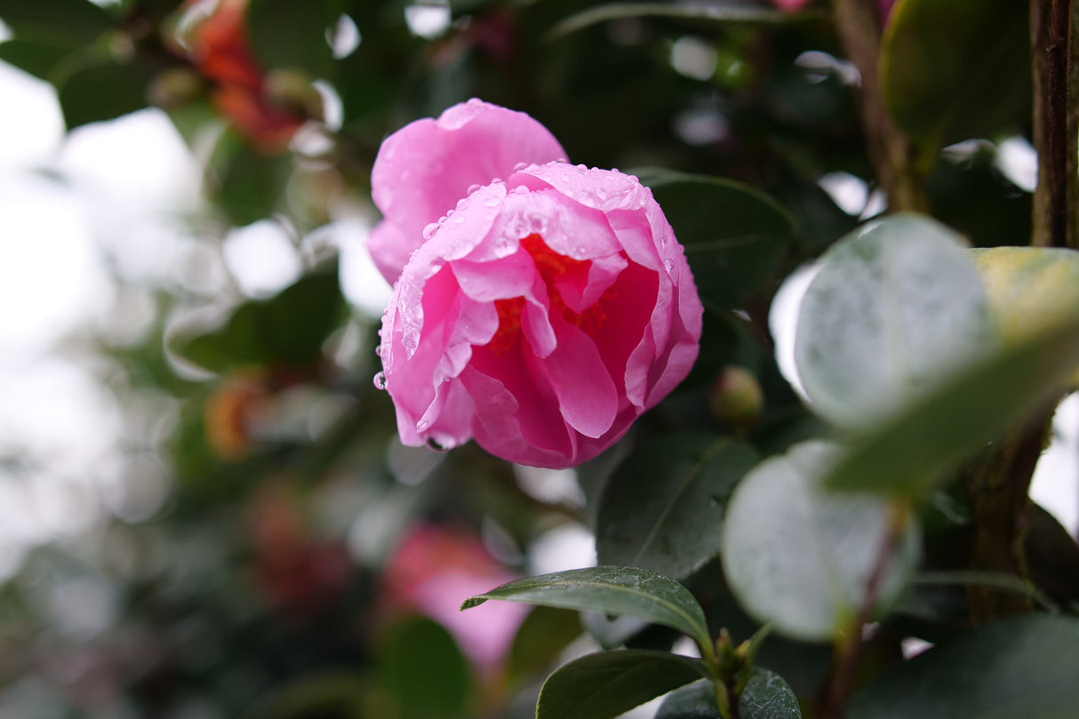 Broad-Leaved Evergreen foliage of Just Chill® Double Mauve Camellia (Camellia x 'FARROWCJH') in a garden setting.
